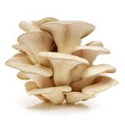 Oyster Mushroom 500g