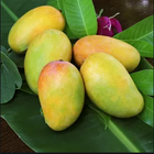 Ripe Mango 1kg