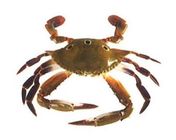Crab 1Kg