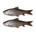 Bata Fish 1Kg