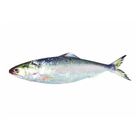 Hilsha Fish Ilish 500g