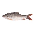 Big Rui Fish-Clean & Cut 1Kg