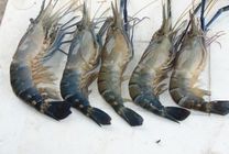 Golda Chingri Medium 1kg