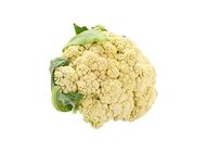 Cauliflower 20507954 1.3 Catty