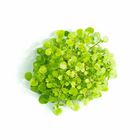 Cress Atsina 70g / Pack