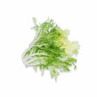 Frisee 200g / Pack