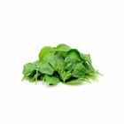 Baby Spinach 100g / Pack