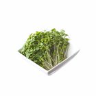 Cress Mustard 70g / Pack