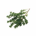 Thyme 30g / Pack
