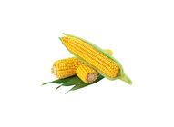 Sweet Corn 20509125 0.5 Catty
