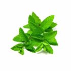 Mint 30g / Pack
