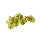 Cress Vene 70g / Pack
