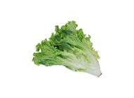 Lettuce 20509033 0.7 Catty