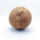 Brown Coconut - (PC)