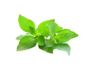 Freshly Picked Sweet Basil 50g