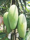Katimon Mango 1kg