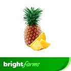 brightfarms Pineapple (Jaldugi Anarosh) 700g (±100g)
