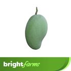 brightfarms Mango (Surma Fazli Aam) 3kg (±150g)