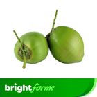 brightfarms Big Green Coconut 1 Piece