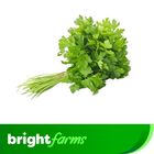 brightFarms Coriander Leaves Bundle (Dhaniapata) 200g ±10g