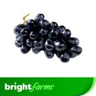 brightfarms Grapes Black (Kalo Angur) 500g