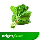 brightfarms Regular Spinach (Palongshak) 1 Bundle 250g +-20g