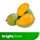 BrightFarms Mango (Amrapali Aam) 1kg (±50g)