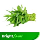 brightfarms Water Spinach (Kalmi Shak) 1 Bundle 250g +-20g