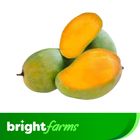 BrightFarms Mango (Amrapali Aam) Premium 2kg (±100g)