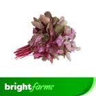 brightfarms Red Spinach (Lalshak) 1 Bundle 250g (±20g)