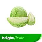 brightfarms Cabbage (Badhakopi) 1 Piece