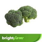 brightfarms Local Broccoli 1 Piece (±5%)