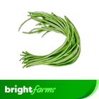 brightfarms Yardlong bean (Borboti) 500g (±5%)