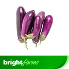 brightfarms Long Brinjal/Eggplant (Lomba Begun) 500g (±20g)