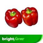 brightfarms Red Capsicum/Bell Pepper 300g (±5%)