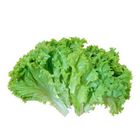 Vegetable Letus Pata | 1 Bundle - 65082