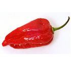 Vegetable Naga Chili | 1 Pc - 65145