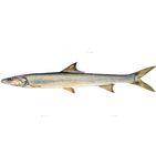 Sea Bailla 1kg