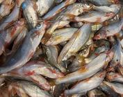 Gulsha Fish 1kg
