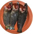 Koi Fish Processed 1kg