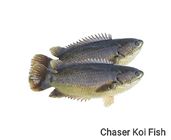 Chasher Koi Fish 1Kg