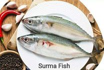 Surma Fish 1.5kg