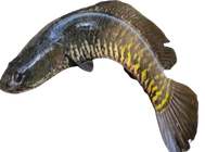 Shol Fish 400g