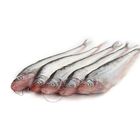 Pabda Large (15-20 Pieces) 1Kg