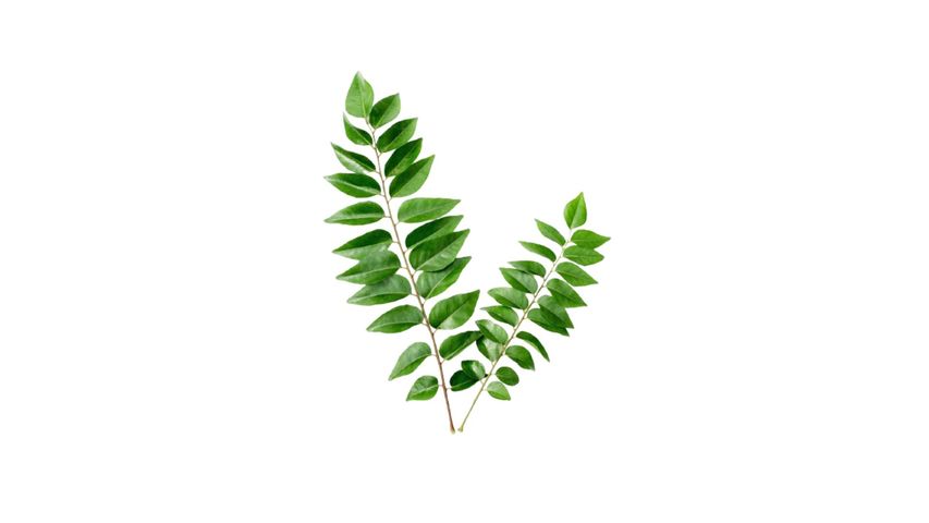 Curry Leaves 100g (± 10GM)