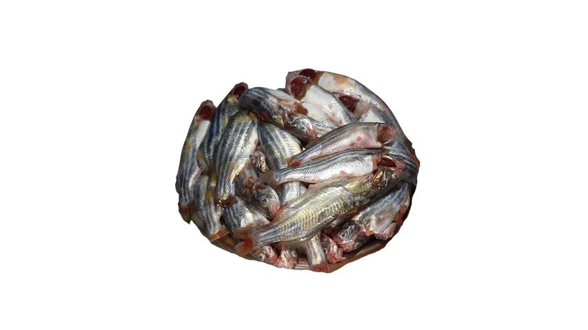 Gulsha Tengra Fish Ready To Process 500g
