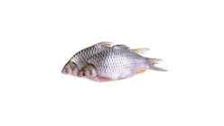 Deshi Shorputi Fish 500g