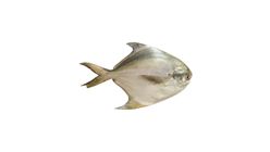 Rupchanda Fish Medium 500g