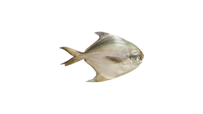 Rupchanda Fish Medium 500g