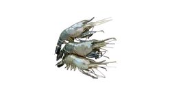Golda Chingri Shrimp 500g